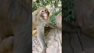 laughing monkey 🐒 |sab lol hai| #new #viral #shorts #monkey
