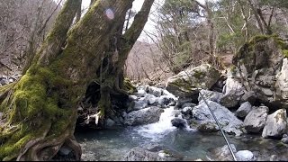 原生林の源流釣り　【四国の渓流釣り 動画遡行記】