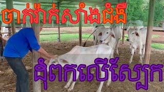 សកម្មភាពចាក់វ៉ាក់សាំងការពារនិងព្យាបាលជំងឺដុំពកលើស្បែកអោយគោ (ក្រោលបងប្រុសរបស់ខ្ញុំ)