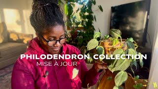 My Philodendron Collection 2025 | A Chaotic Video 🫡🫠🌱