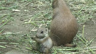 プレーリードッグの赤ちゃんが可愛い❤ Cute prairie dog baby and family #161【Cute animal baby videos】【羽村市動物公園】