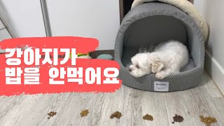 [콩이일기] 강아지가 밥을 안먹어요 : 사료거부하는 강아지