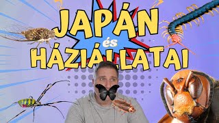 Japán bogarak-rovarok - mire számíts, ha Japánba jössz...