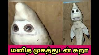 மனித முக சுறா / Shark with human face