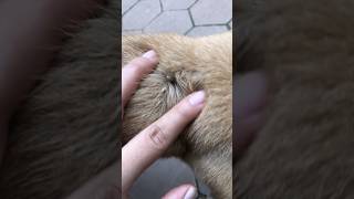 Omg a lot of tick 😱😱😰😰#shortvideo #dogtick #dog #removetick #removetick #rescue