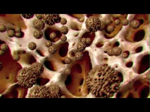 What can normal cells do that cancer cells Cannot?