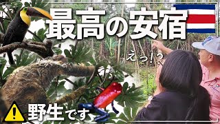 【動物天国】コスタリカの安宿の庭が楽しすぎてやばい！ in ビハグア