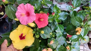 Hibiscus 🌺 : How To Care For Hibiscus #shorts