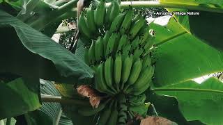 Jack Fruit | Fresh Vegetable | Village Nature | పుట్ట గొడుగులు | పనస పండు | అరిటికాయ | #nature