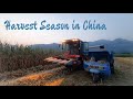 Harvesting corn in China