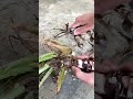 Replanting abandoned aloe vera plants #shorts