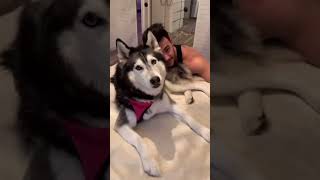 HUSKY SAYS ‘HAPPY BIRTHDAY’ TO HER DAD!