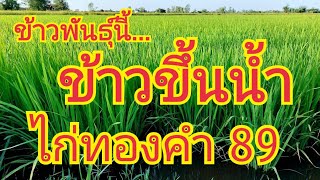 ข้าวพันธุ์นี้..ข้าวขึ้นน้ำ....ไก่ทองคำ 89 อายุ 45 วัน 🌾🌾 สนใจพันธุ์ข้าว 0899428684  0925164252