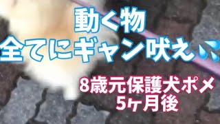 全てのものに吠える元保護犬ポメラニアン8歳が実践で出来た事