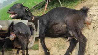 Bakri ki delivery 😭🐐|goat giving birth |बकरी की डिलीवरी |desi Bakri ki delivery |first time delivery