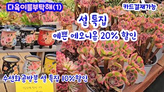 다육이를부탁해 (1) 설 특집 에오니옴 20%할인 #수선화공방분 10%할인