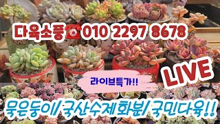 다육소풍☎️010 2297 8678 💜분포다육 ❤️묵둥다육💜국산수제화분 💗