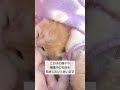 【雄猫が咥えて来た子猫】毛布に潜っておねんねタイムZZZ