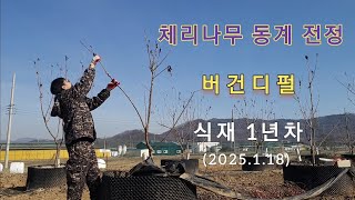 체리나무 버건디펄 식재 1년차 동계 전정 (2025.1.18)