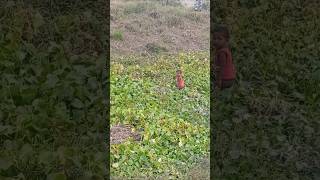 ন্যাংটাকাল😅🥲😴#shorts #trending #shortsviral#shortvideo