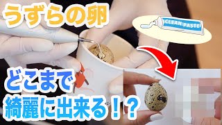 【検証】歯医者さんでうずらの卵、どのぐらい綺麗に出来るの！？【名古屋茶屋歯科・矯正歯科】