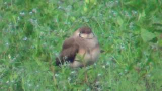 Oriental Pratincole (Glareola maldivarum, aasianpääskykahlaaja) 14.7.2017 in Joroinen, E Finland