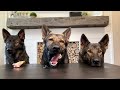 my 3 german shepherds review raw meat parts