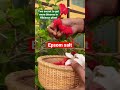 two secret to get more blooms in hibiscus plant 🌺 youtubeshorts plantlovers shortvideo shorts