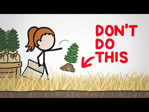 Can reforestation occur naturally?