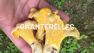 Chanterelle mushroom hunting in Washington PNW