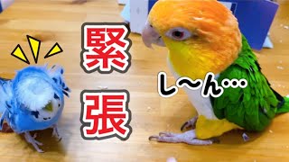 【シロハラインコ】と【羽衣セキセイ】の接近に飼い主が緊張っ！！😵/面白いジュースの飲み方🤭