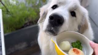 超大型犬とカフェタイム♪_セレネちゃん日記グレートピレニーズ #超大型犬 #greatpyrenees #犬のいる暮らし