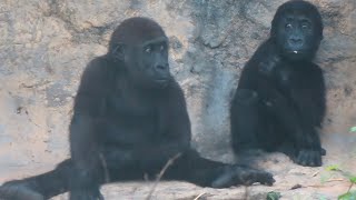 金剛寶寶Jabali與Ringo🦍👶Baby gorillas Jabali and Ringo (Original sound)