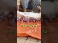 支持一下农村养殖人 肉兔养殖 养兔 肉兔养殖 cuteanimal pets