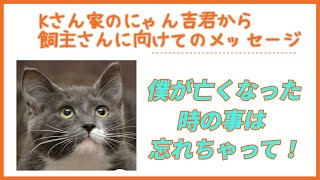 【アニマルコミュニケーション・動物と話す】僕が亡くなった時のことは忘れちゃって！ 🌈にゃん吉君から飼い主さんへのメッセージ　アニコミ・おしゃべりペット・ペットロス