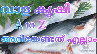 assam vala farming malayalam /malasiyan vaala/ponnus fish farm puthuppally/ jojy ninan thomas