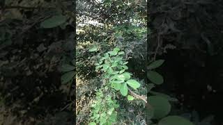 ដើមអំពិលទឹក fabaceae(Pithecellobium dulce)#medical tree#shorts