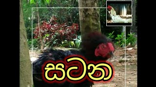 pora kukullu | පොර කුකුල් සටන ට්‍රෙලර් | gam kukul palanaya|bantam rooster sri lanka | chickensfight