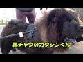 【チャウチャウ犬】part２「チャウチャウ大行進！」可愛すぎるワンちゃんたち☺️