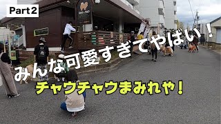 【チャウチャウ犬】Part２「チャウチャウ大行進！」可愛すぎるワンちゃんたち☺️