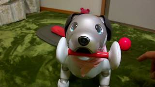 aibo アイボーンくわえて鳴いてます。