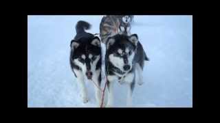 Kilpisjärvi - Halti 2012. Day five. Sledding To top of finland Halti, end back to the camp.