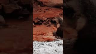 💢跟妈妈走丢的小棕熊 Brown bear got separated from his mom #animal 【跟着图尔去旅行】