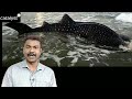 whale shark in vizag 50 అడుగుల పొడవు 2000 కేజీల బరువు అంత పెద్ద చేపని అమ్మలేదు కోయలేదు ఎందుకు