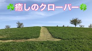 ７つ葉のクローバー探し♪