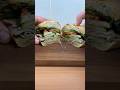 ¿Un Sándwich es una comida equilibrada? #cienciaycocina #shorts