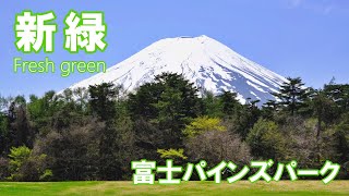 新緑の富士パインズパーク 富士吉田市 ４K ｜Fresh green｜山梨県観光スポット