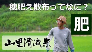 穂肥え散布ってなに？／農家生水ジャパンファーム