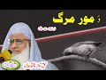 Molana Muhammad Idrees Sahib   pashto bayan  مور مرگ