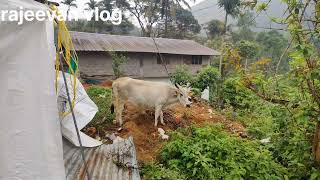 ശബരിമല വന്നതിനുള്ളിൽ കണ്ട നാടൻ പശു ഏതു ഇനം ആണ് ഈ പശു